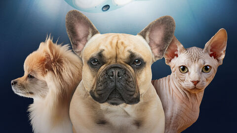 Pomeranian, franz. Bulldoge und Nacktkatze Qualzucht bei Tieren