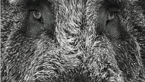 Achtung Wildtiere Wildtiere im Straßenverkehr